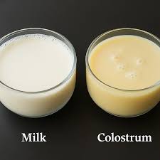 Colostrum